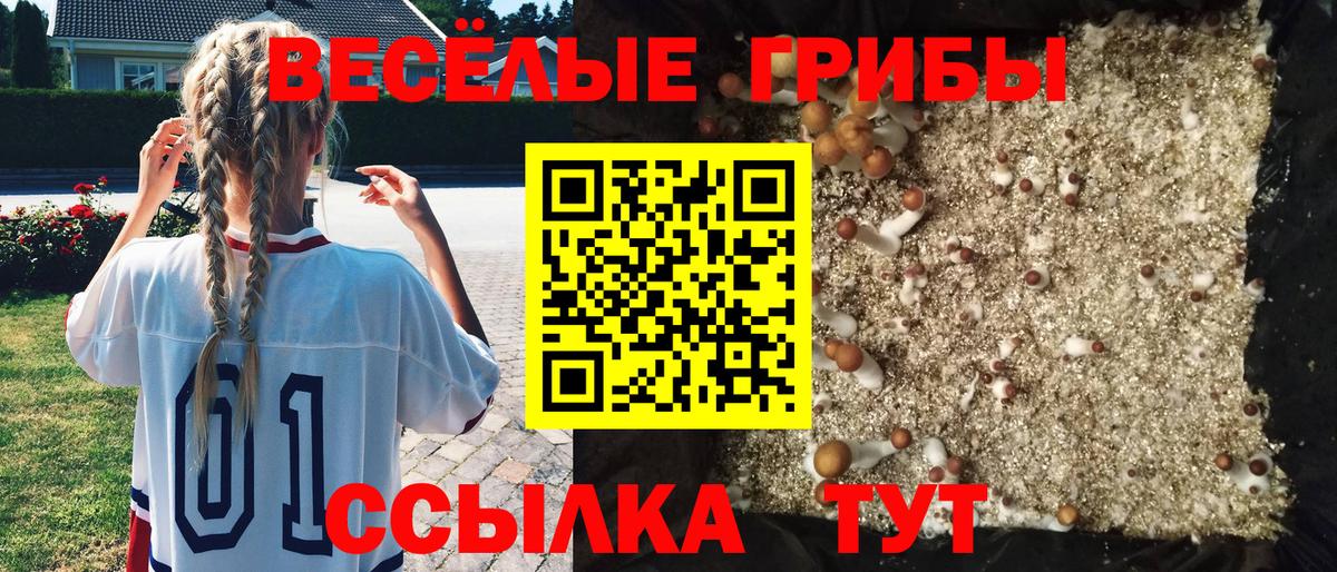 Галлюциногенные грибы Psilocybine cubensis Черняховск